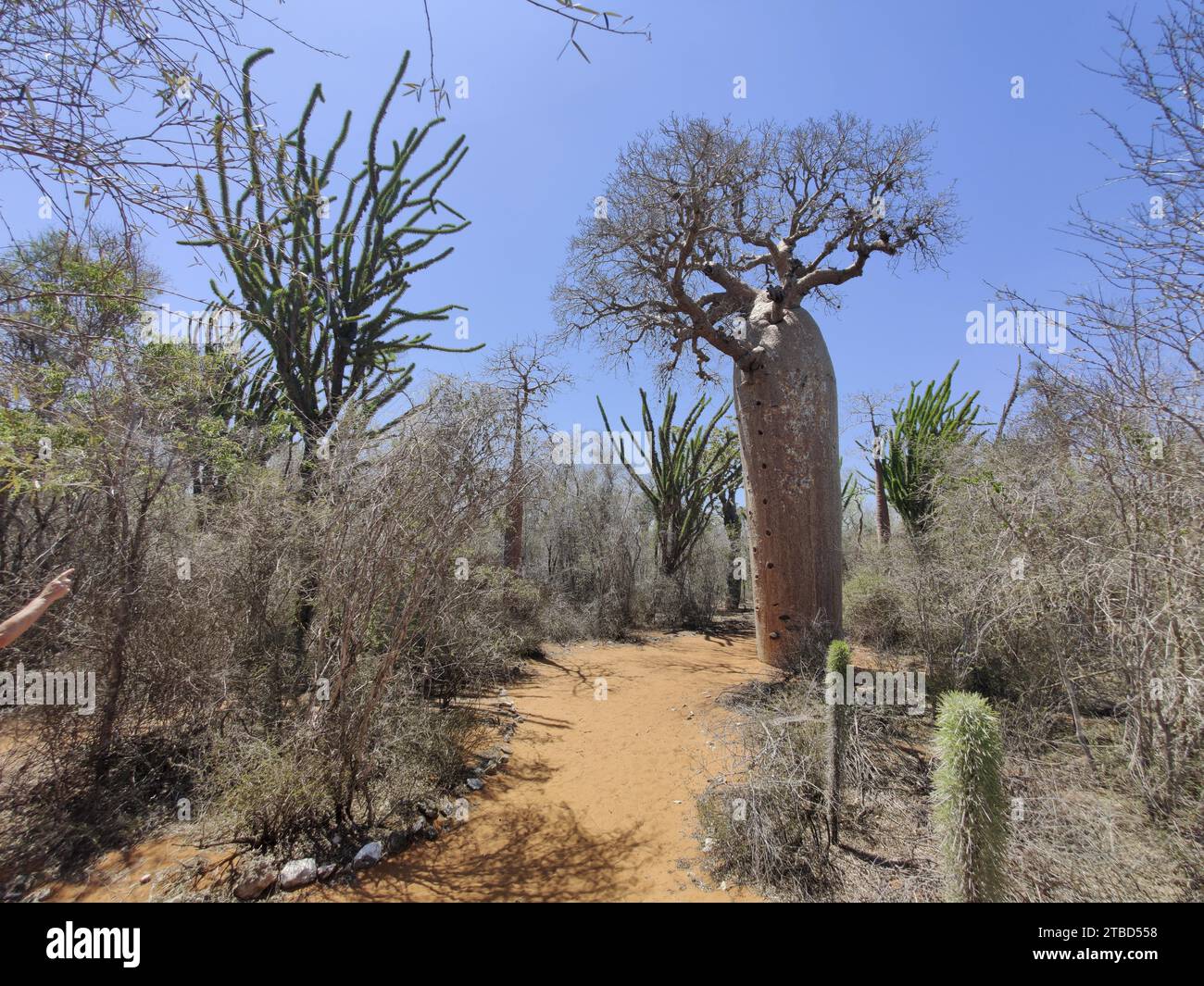African baobab (adansonia digitata) in the Spiny Forest, Ifaty ...
