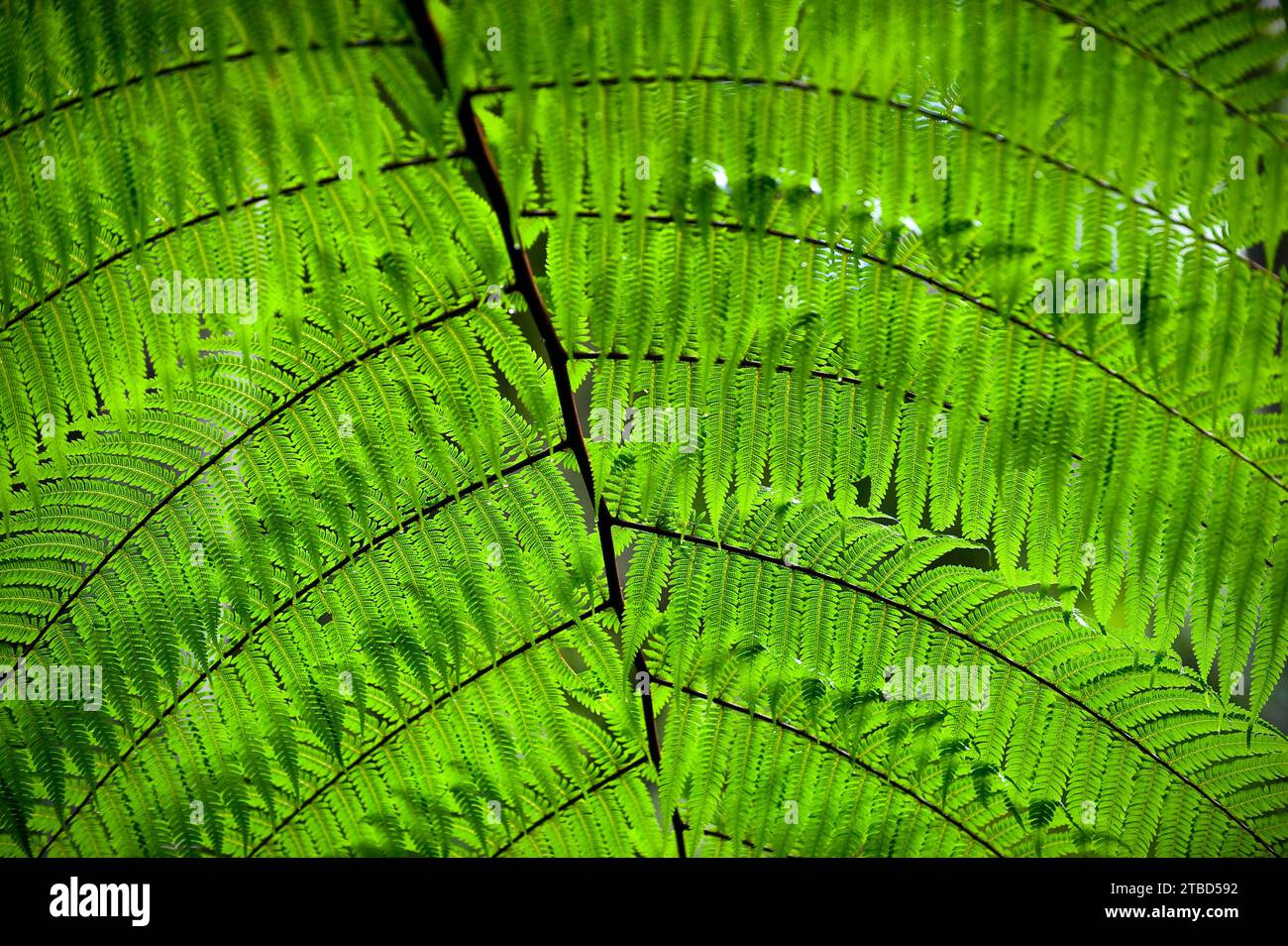 Australian tree fern (Cyathea australis) play of light, sun, see-through, transparent, transparency, nature, green, rainforest, climate, Australia Stock Photo