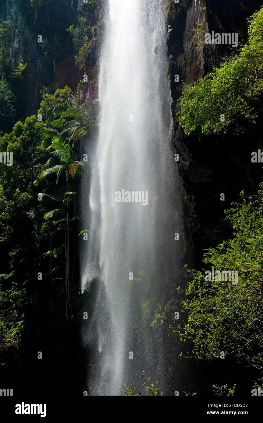 Protesters falls waterfall with palm trees, water, fresh, nature, environment, Nightcap National Park, Queensland, Australia Stock Photo