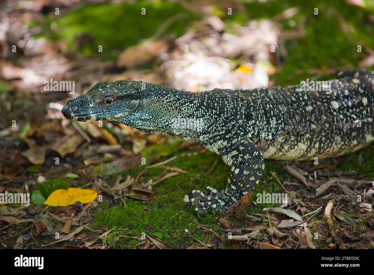 Lace monitor (Varanus varius), monitor lizard, animal, reptile, predator, fauna, Eastern Australia, Queensland, Australia Stock Photo