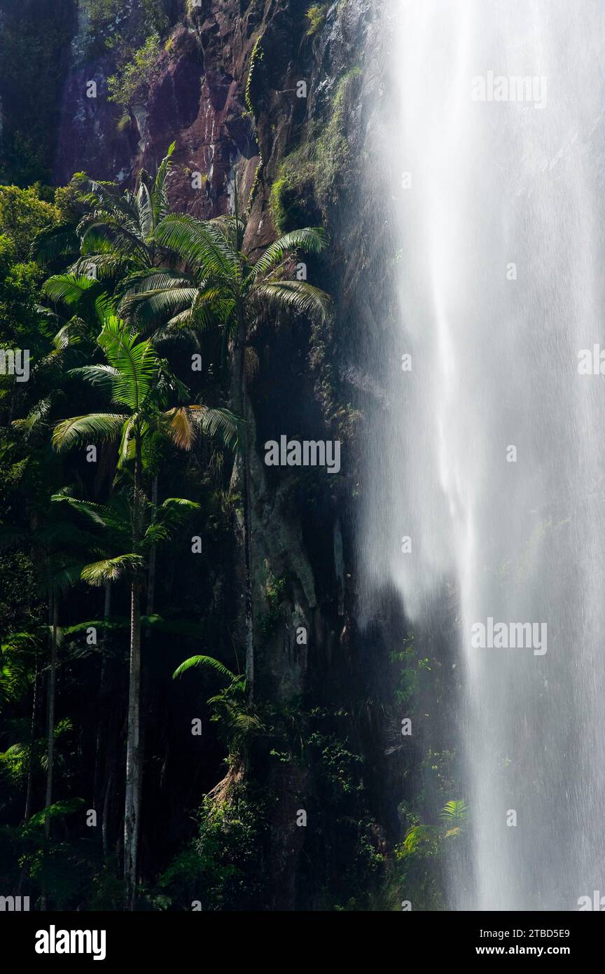 Protesters falls, waterfall with palm trees, water, fresh, nature, environment, Nightcap National Park, Queensland, Australia Stock Photo