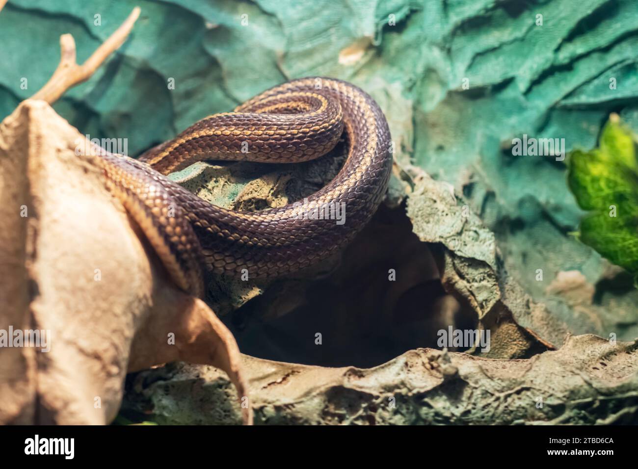 Small brown snake in a terrarium close up Stock Photo