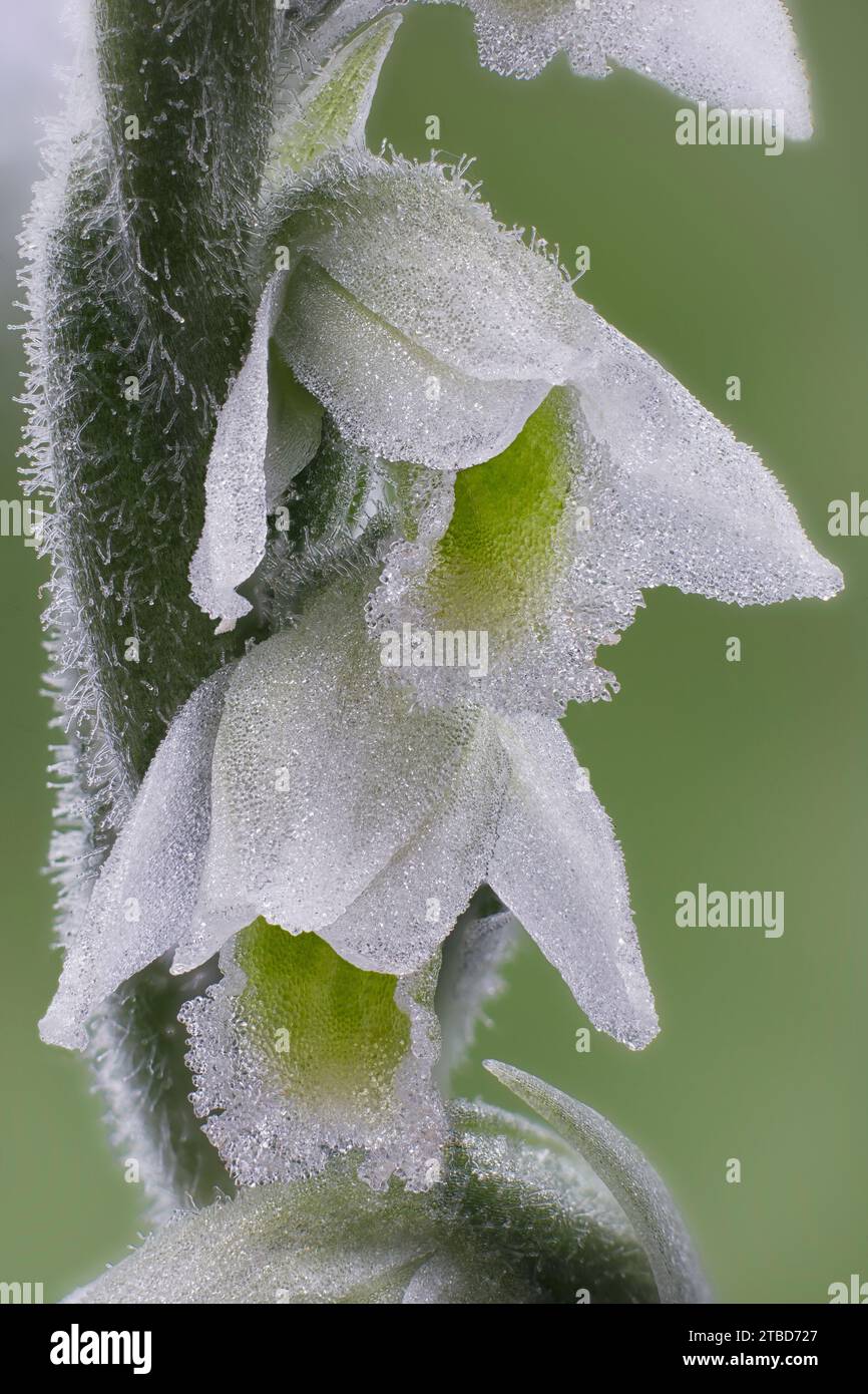 Autumn lady's-tresses (Spiranthes spiralis), Orchidaceae. Wild european orchid. rare plant. Italy, Tuscany. Stock Photo