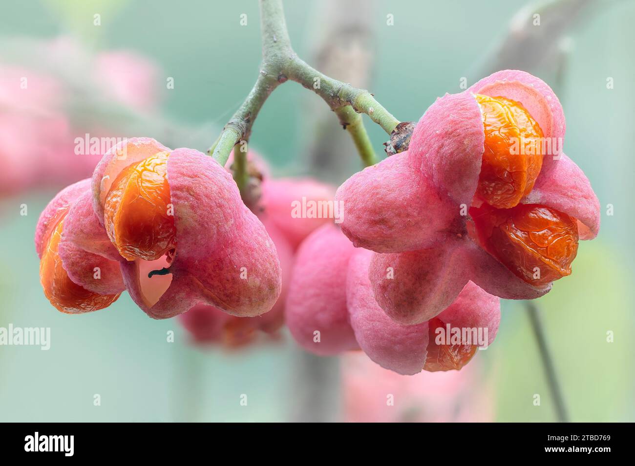 Spindle (Euonymus europaeus), Celastraceae. deciduous shrub. wild plant. Red fruits Stock Photo