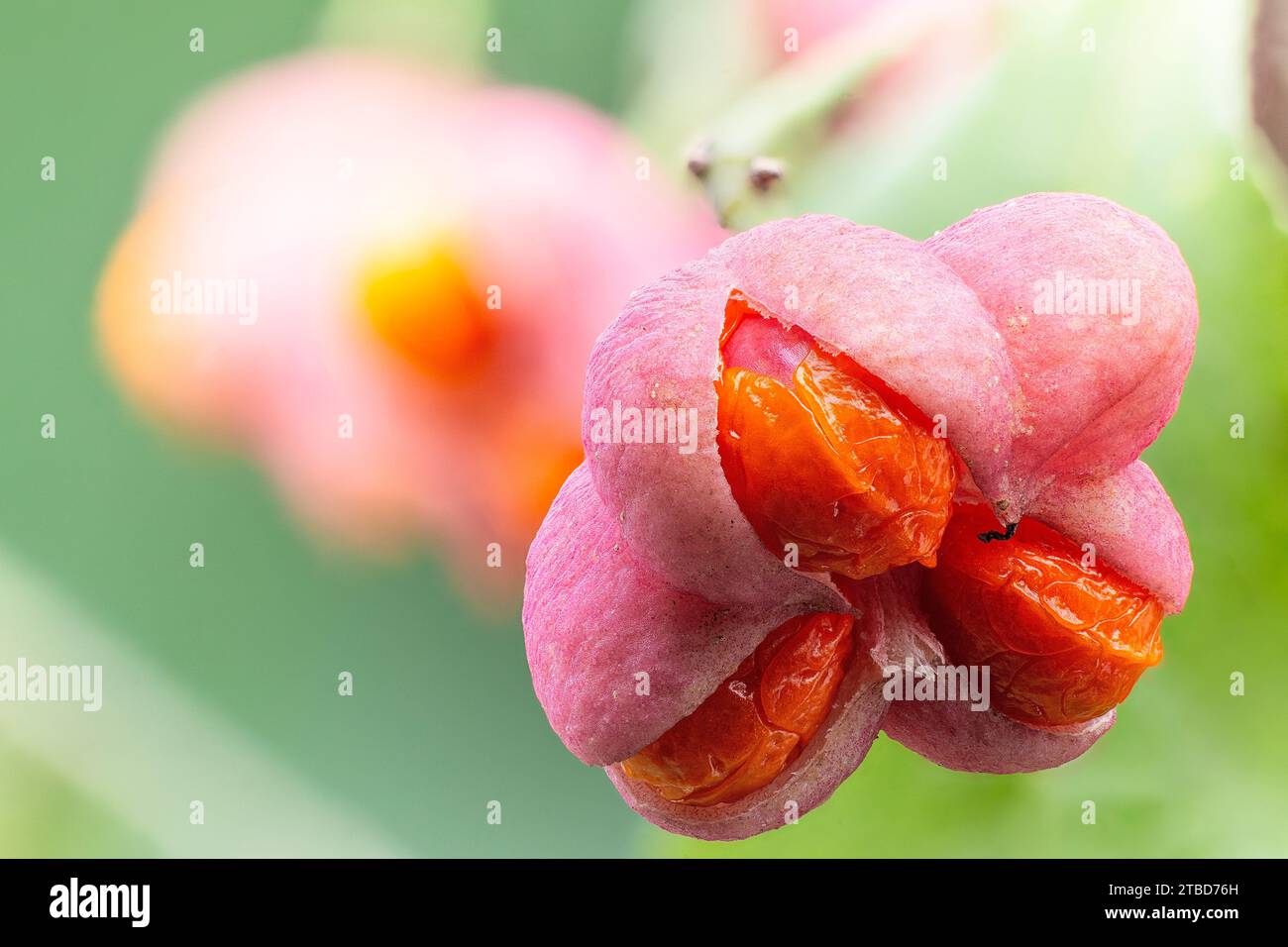 Spindle (Euonymus europaeus), Celastraceae. deciduous shrub. wild plant. Red fruits Stock Photo