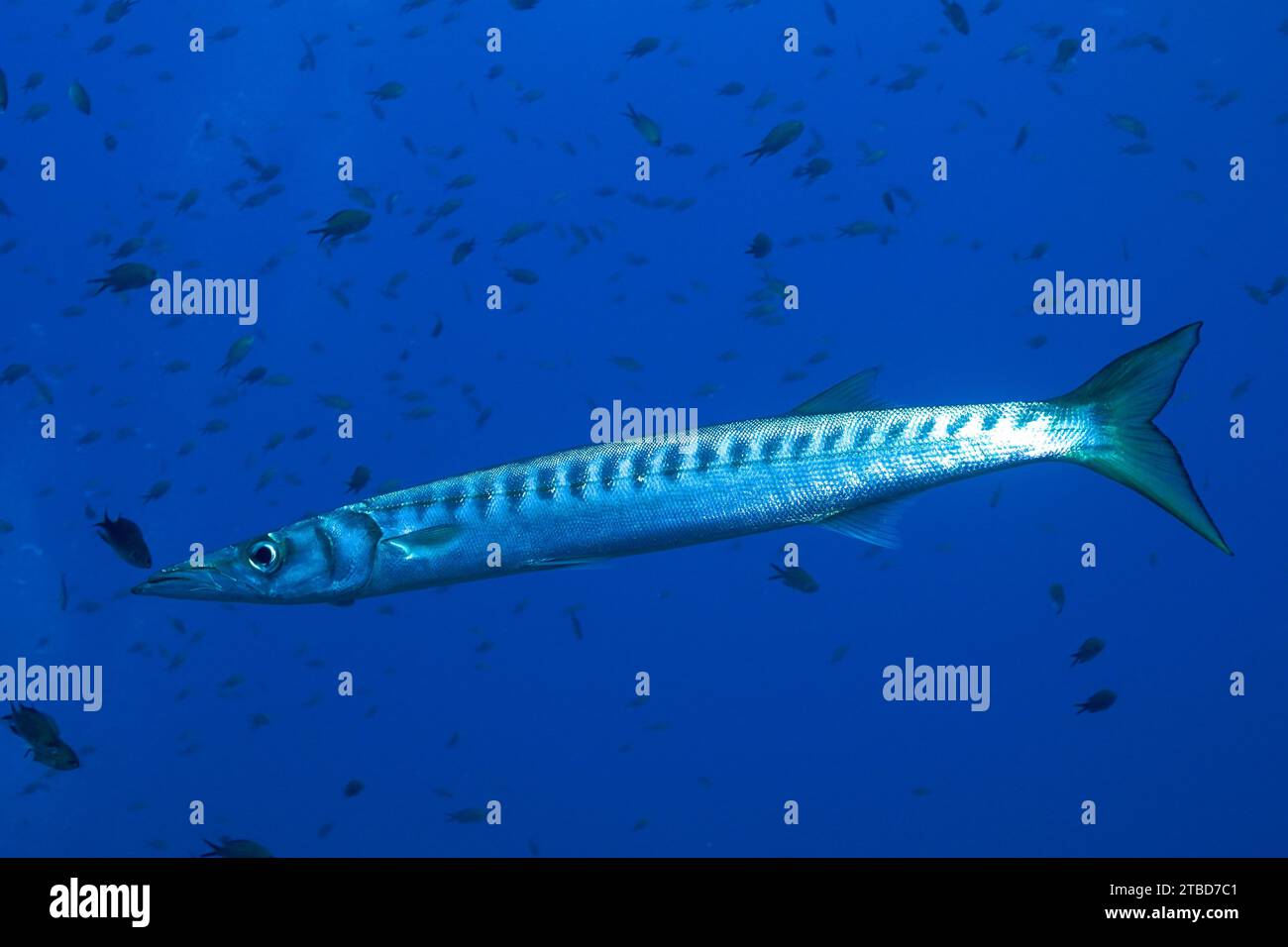 Barracuda (Sphyraena sphyraena) in the Mediterranean Sea near Hyeres. Dive site Giens Peninsula, Cote dAzur, France Stock Photo