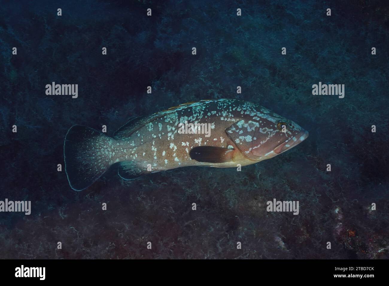 Dusky grouper (Epinephelus marginatus) (Mycteroperca marginatus) in the Mediterranean Sea near Hyeres. Dive site marine reserve Port Cros, Cote Stock Photo