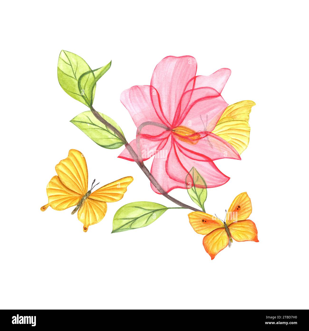 Magnolia branch with pink flower. Transparent spring flowering plant. Yellow butterflies fluttering around plant. Flower petals, green young leaves. Stock Photo