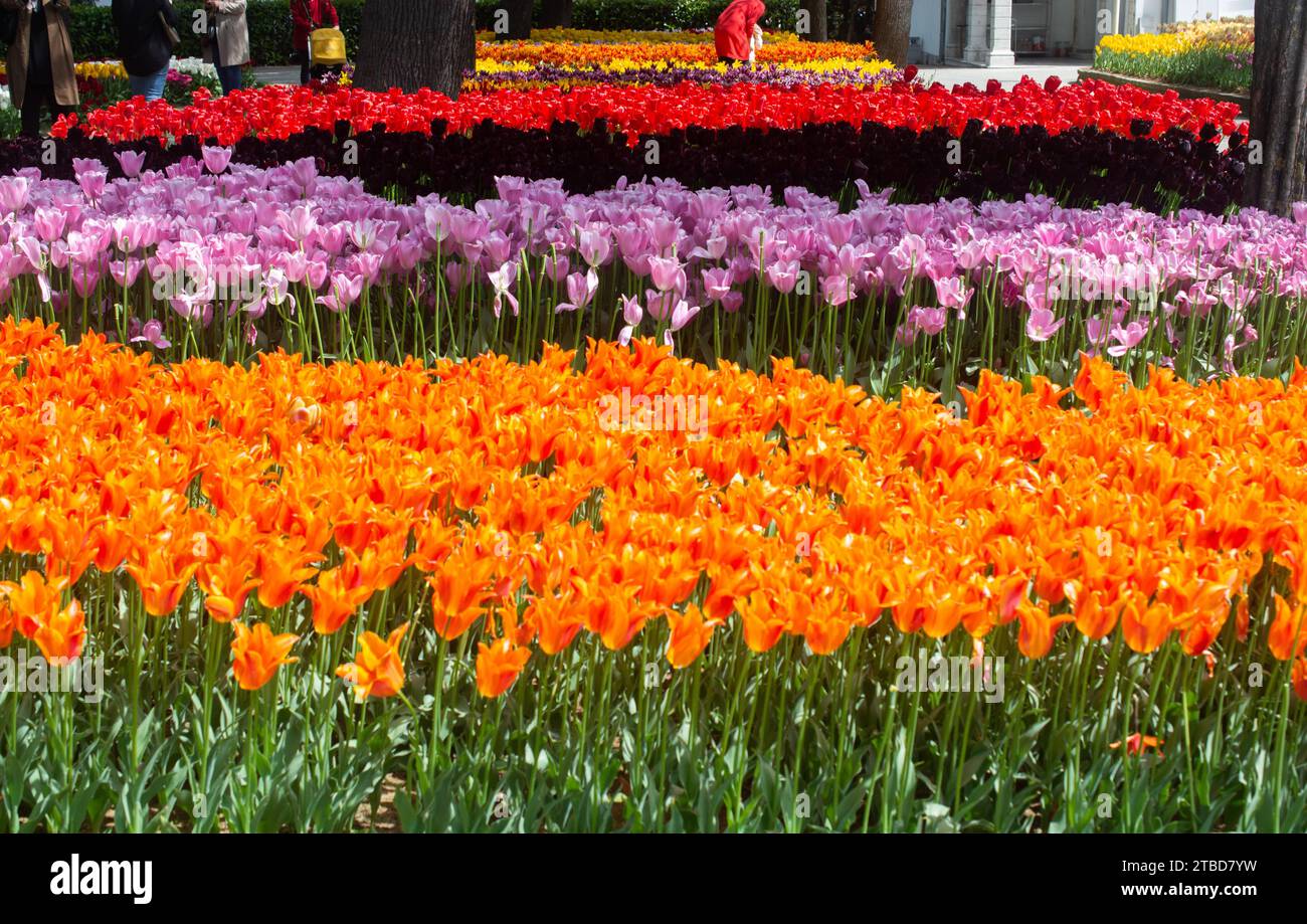 Blooming tulips flowers in as floral plant background Stock Photo - Alamy