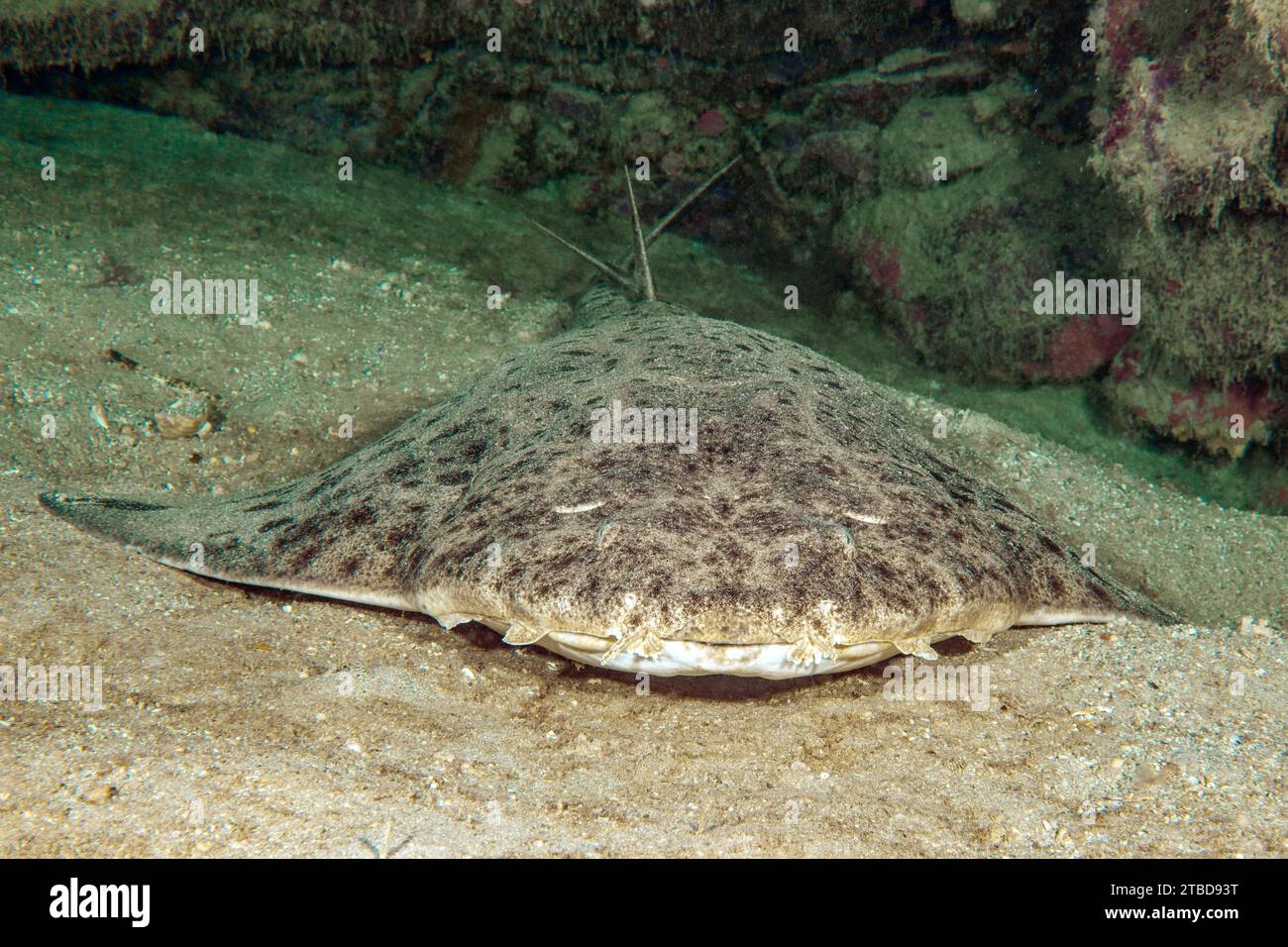 Frontal view of monkfish (Squatina squatina) lying on sandy seabed in shadow of reef wall rock reef, East Atlantic, Fuerteventura, Canary Islands Stock Photo