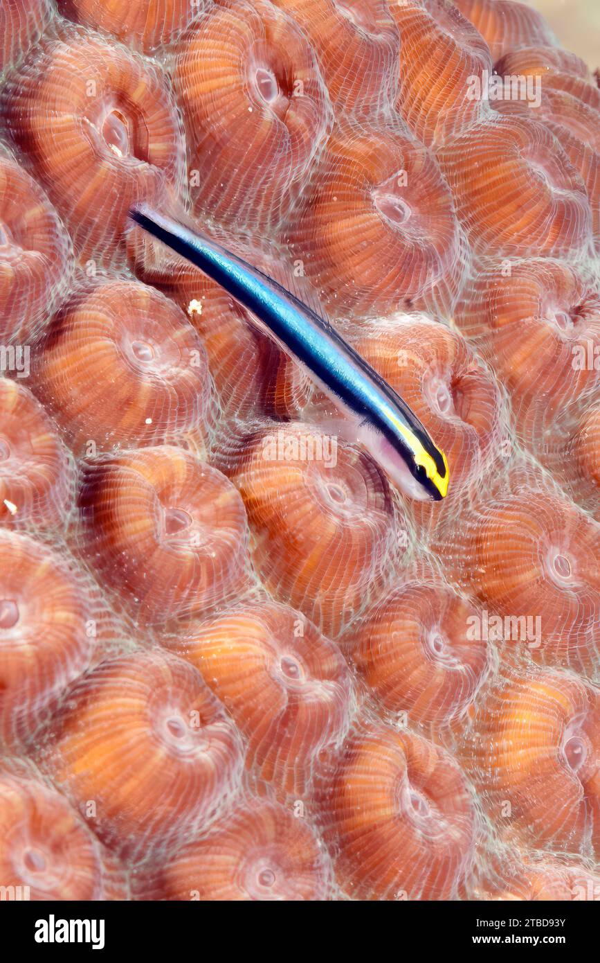 Extreme close-up of neon goby sharknose goby (Elacatinus evelynae) sitting on stony coral (Acropora) with retracted polyps Coral polyps, Caribbean Stock Photo