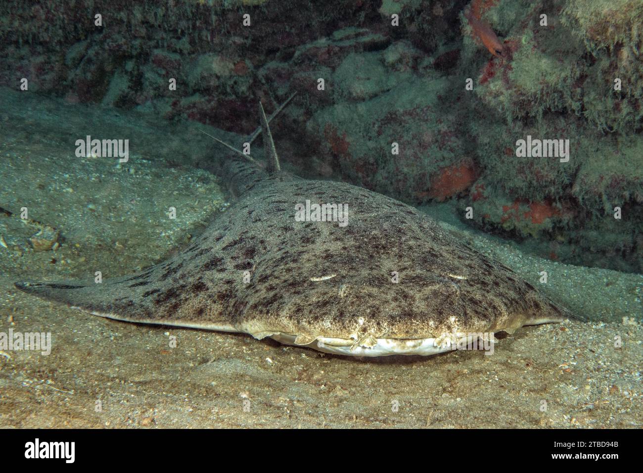 Photograph of monkfish (Squatina squatina) lying on sandy seabed in shadow of reef wall rock reef, East Atlantic, Fuerteventura, Canary Islands, Spain Stock Photo