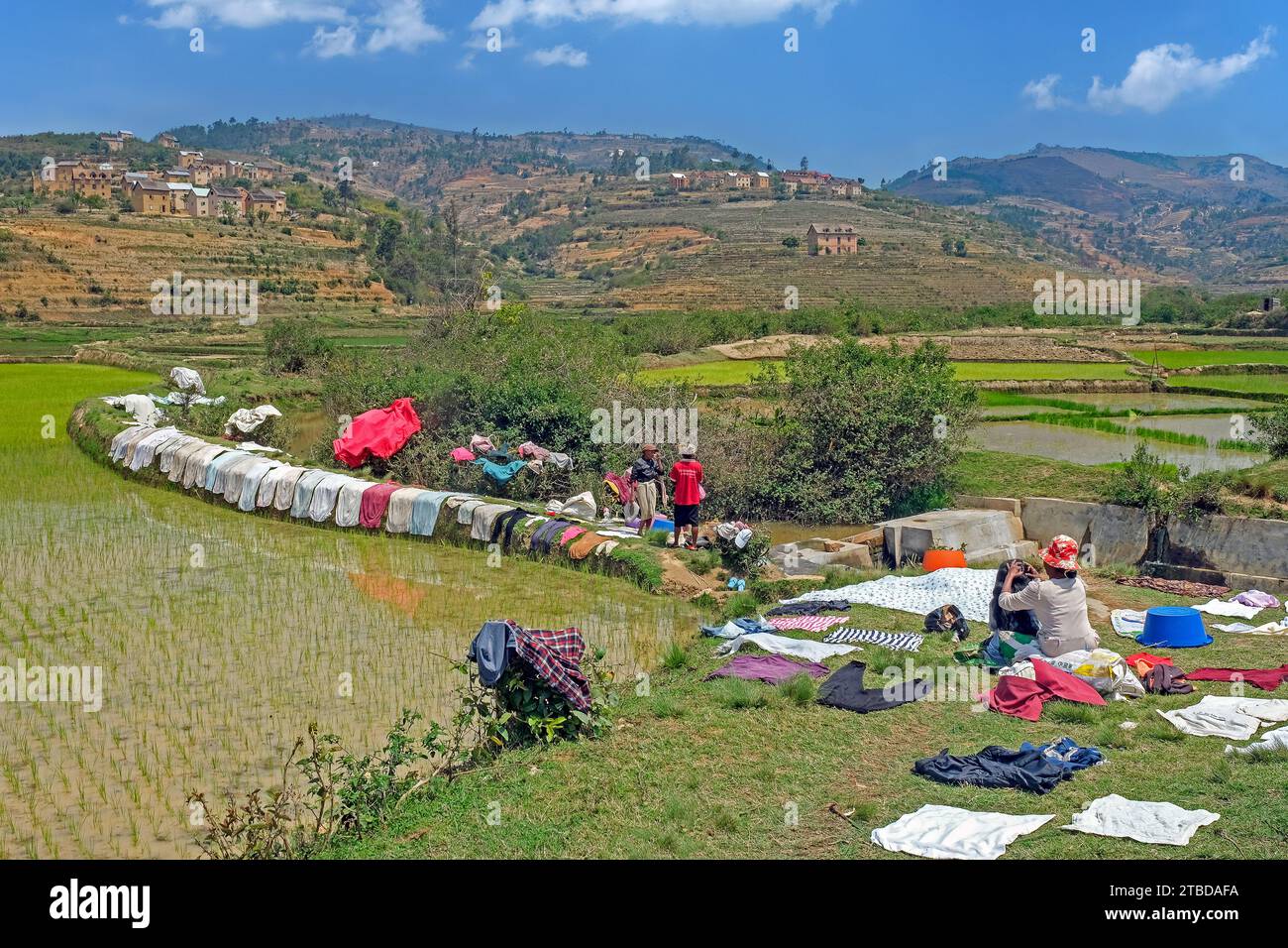 Laundry drying on dike of terraced rice field in Betsileo rural village in the Ambositra District, Amoron'i Mania Region, Central Madagascar, Africa Stock Photo