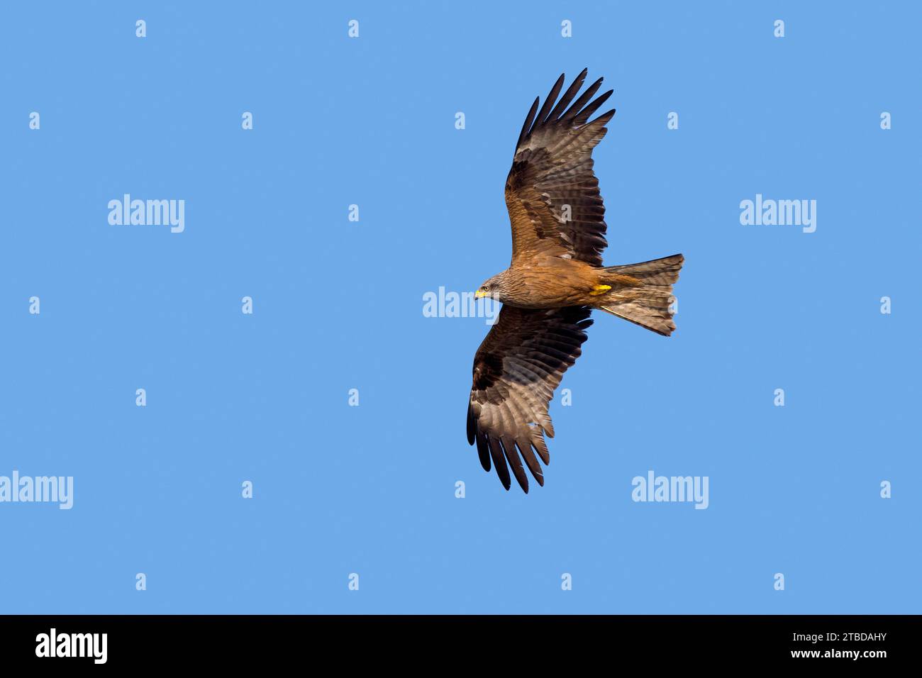 Black kite (Milvus migrans) flying against blue sky Stock Photo