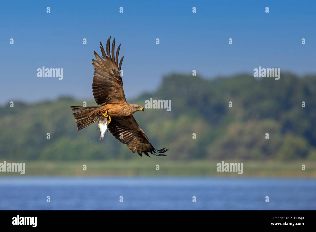 Black kite (Milvus migrans) flying over lake with caught fish with its talons Stock Photo