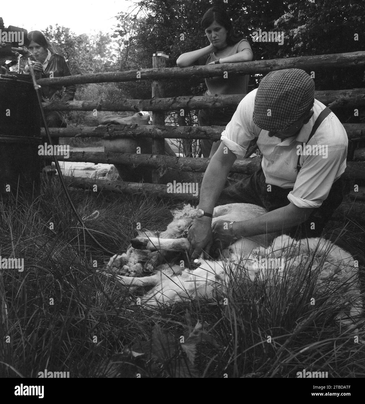 1970s, historical, standing by a wooden gate, a girl looking at a sheep being sheared by a man in a flat cap, using an electric shearer to remove its wollen coat, a practice normally done once a year, England, UK. Stock Photo