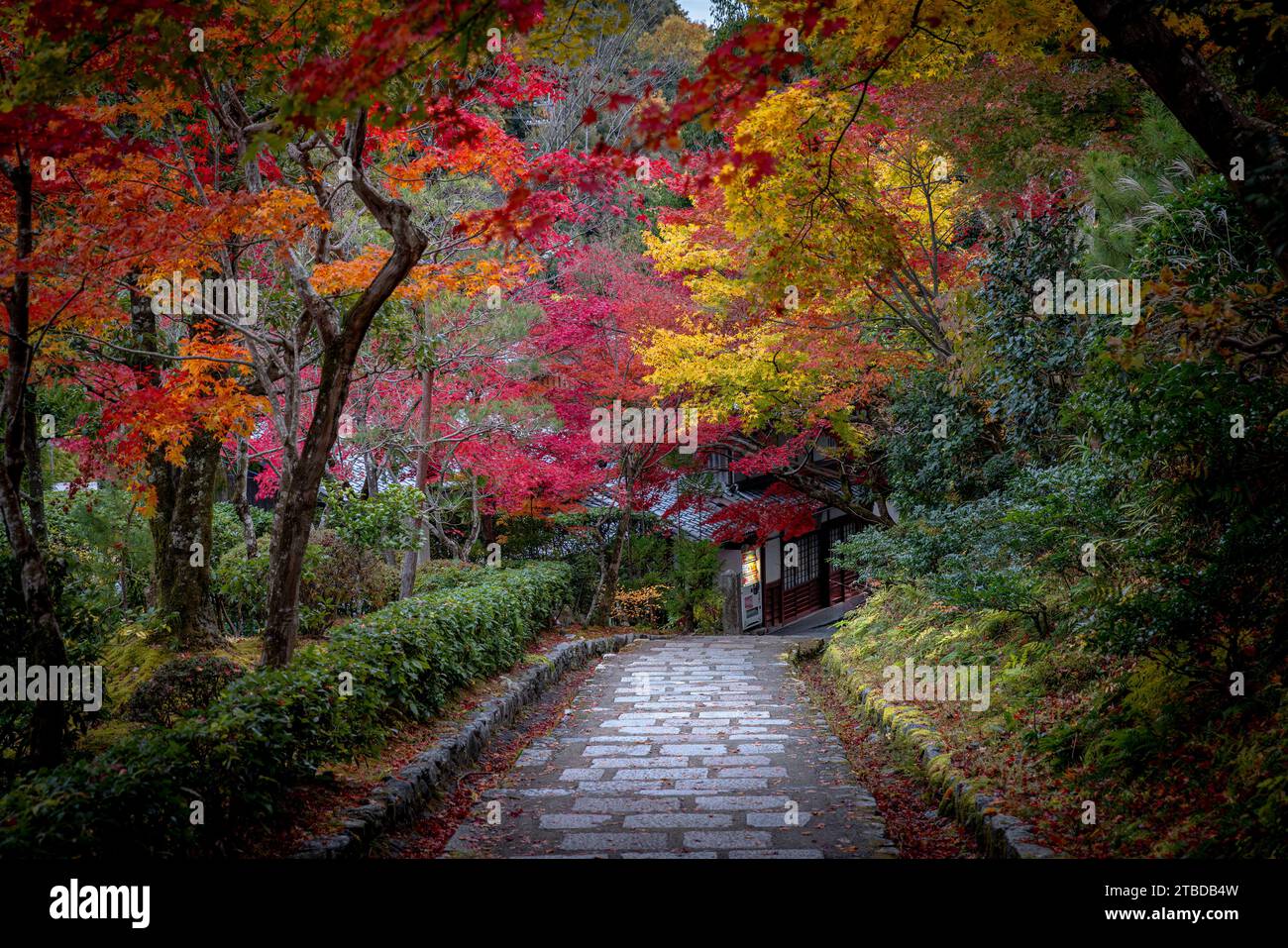 Adashino Nenbutsuji temple entrance in autumn Stock Photo