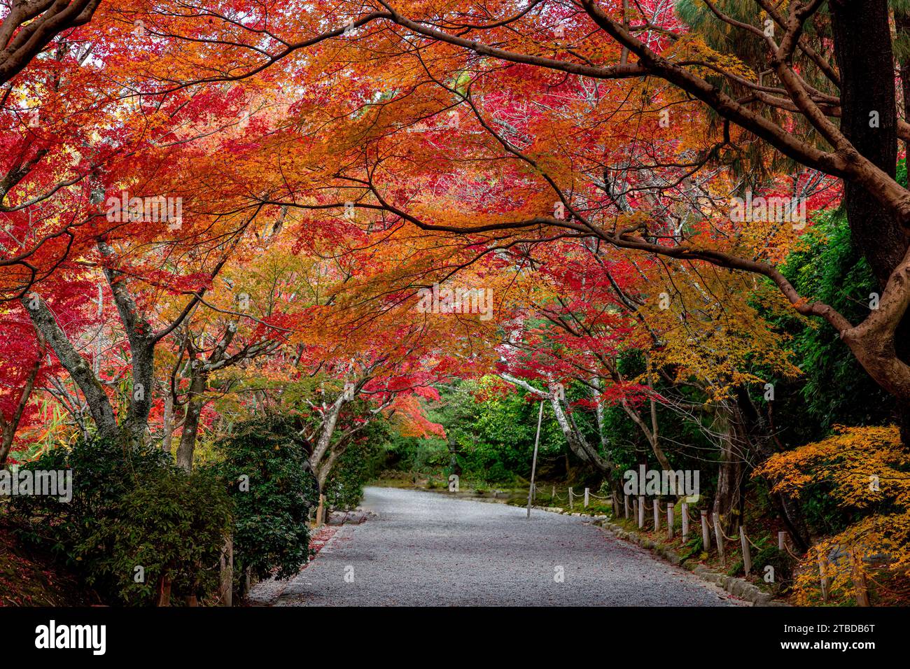 foliage in japan with red and yellow maples Stock Photo
