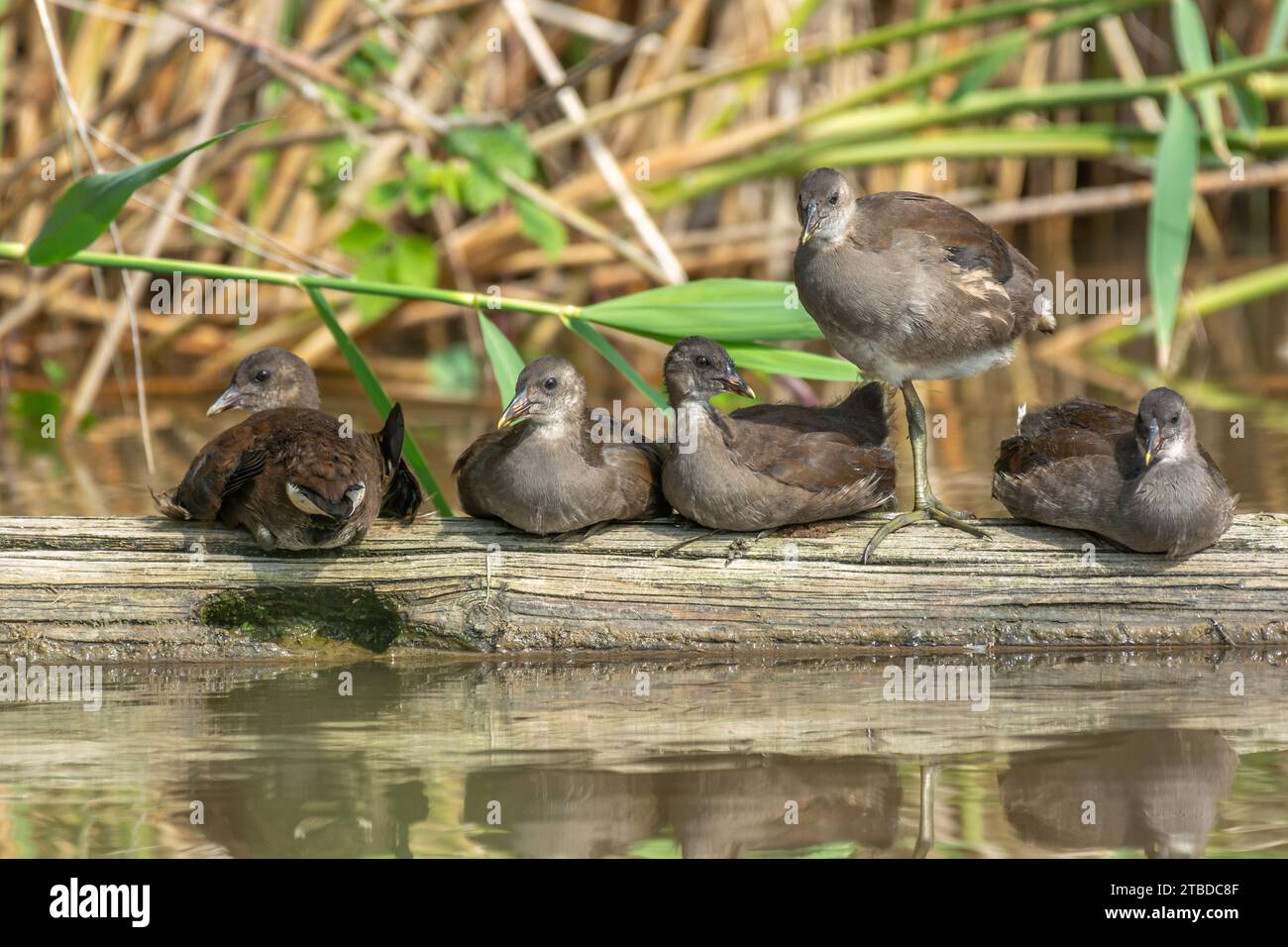 Family of five young common moorhen (Gallinula chloropus) resting together on a tree trunk in a river. Bas-Rhin, Alsace, Grand Est, France, Europe. Stock Photo