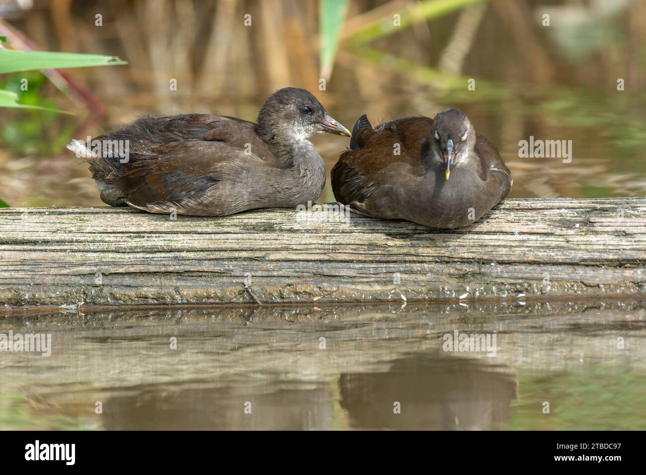 Two young young common moorhen (Gallinula chloropus) resting together on a tree trunk in a river. Bas-Rhin, Alsace, Grand Est, France, Europe. Stock Photo
