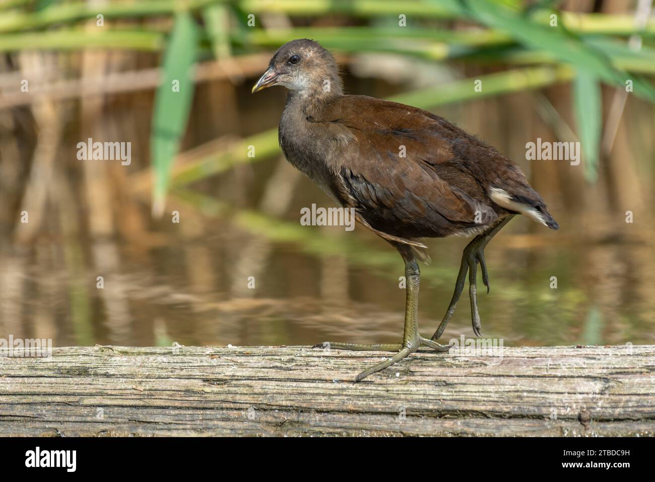 Young common moorhen (Gallinula chloropus) resting on a tree trunk in a river. Bas-Rhin, Alsace, Grand Est, France, Europe. Stock Photo
