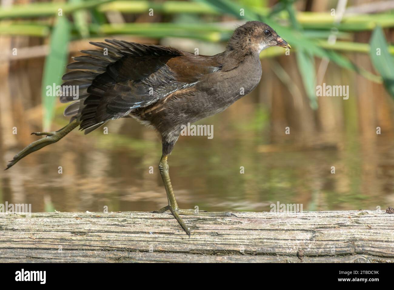 Young common moorhen (Gallinula chloropus) stretching its wings on a tree trunk in a river. Bas-Rhin, Alsace, Grand Est, France, Europe. Stock Photo