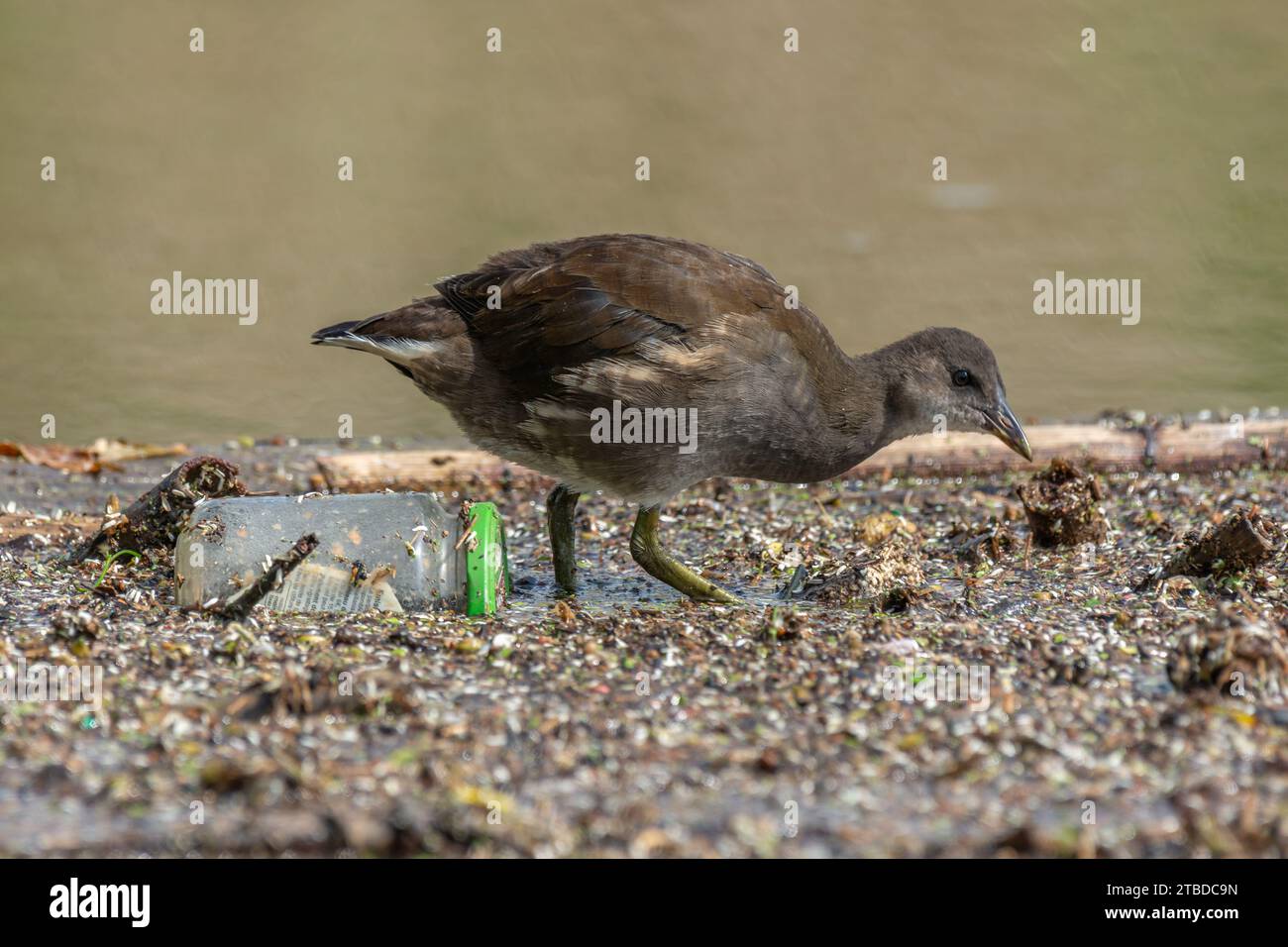 Young common moorhen (Gallinula chloropus) walking in a river polluted by a glass jar. Bas-Rhin, Alsace, Grand Est, France, Europe. Stock Photo