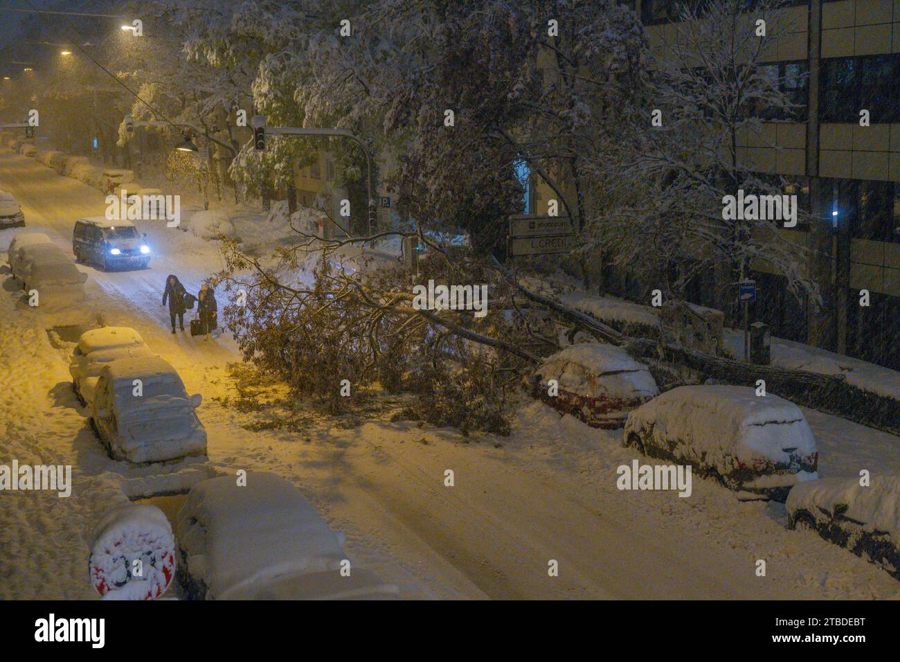 Bent over tree due to heavy snow load, Munich Stock Photo - Alamy