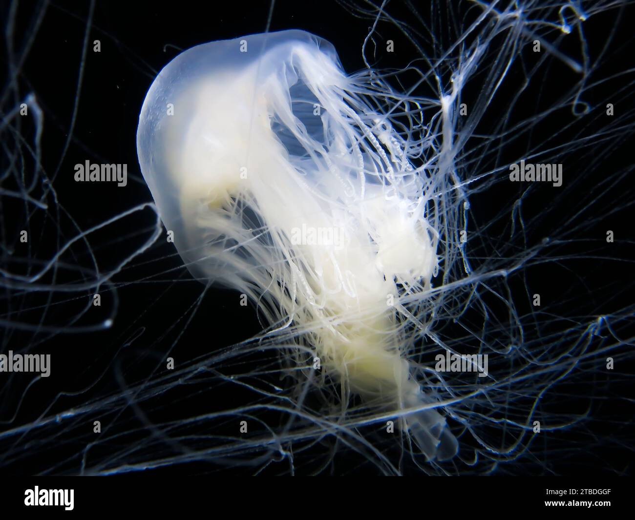 Egg Yolk Jellyfish Close Up Stock Photo Alamy