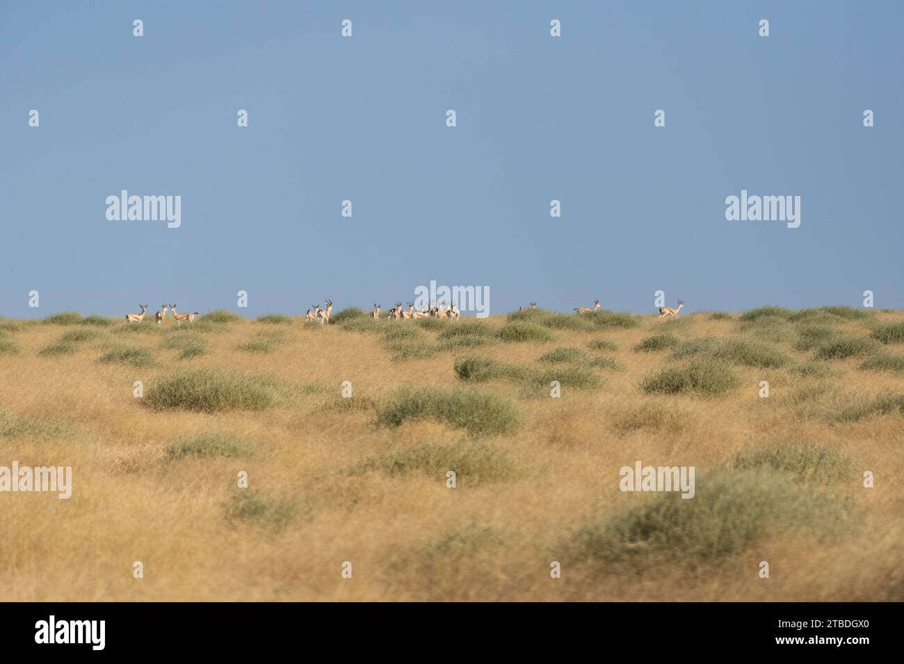 group of gazelles in chad, central africa Stock Photo