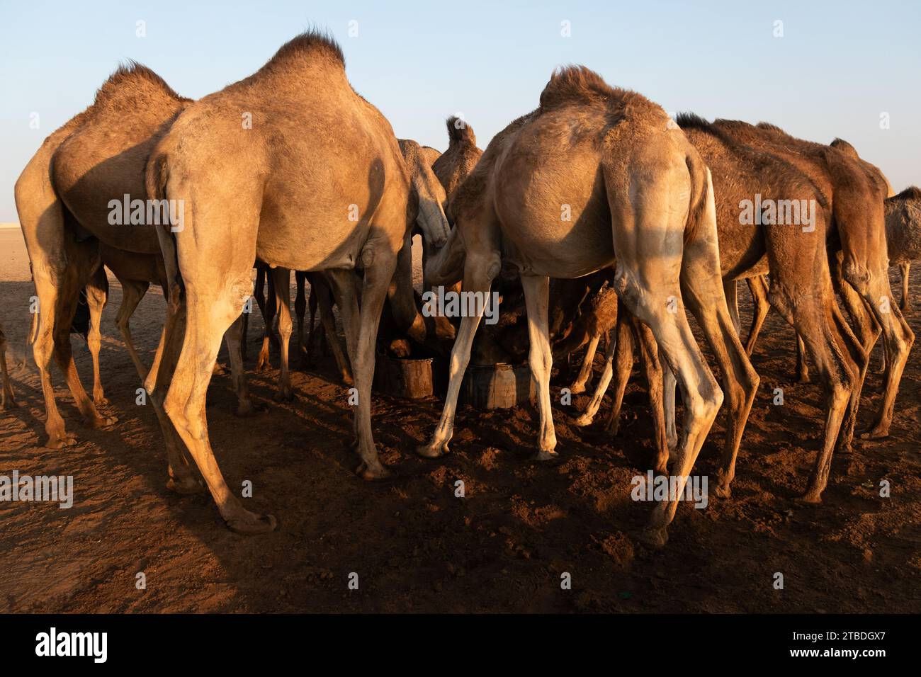 camels drinking at a desert well Stock Photo
