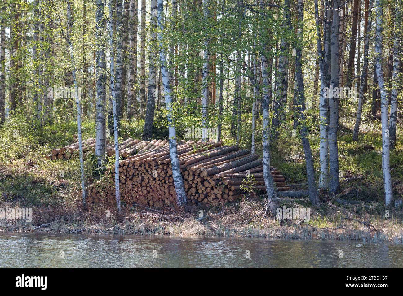 Pulpwood hi-res stock photography and images - Alamy