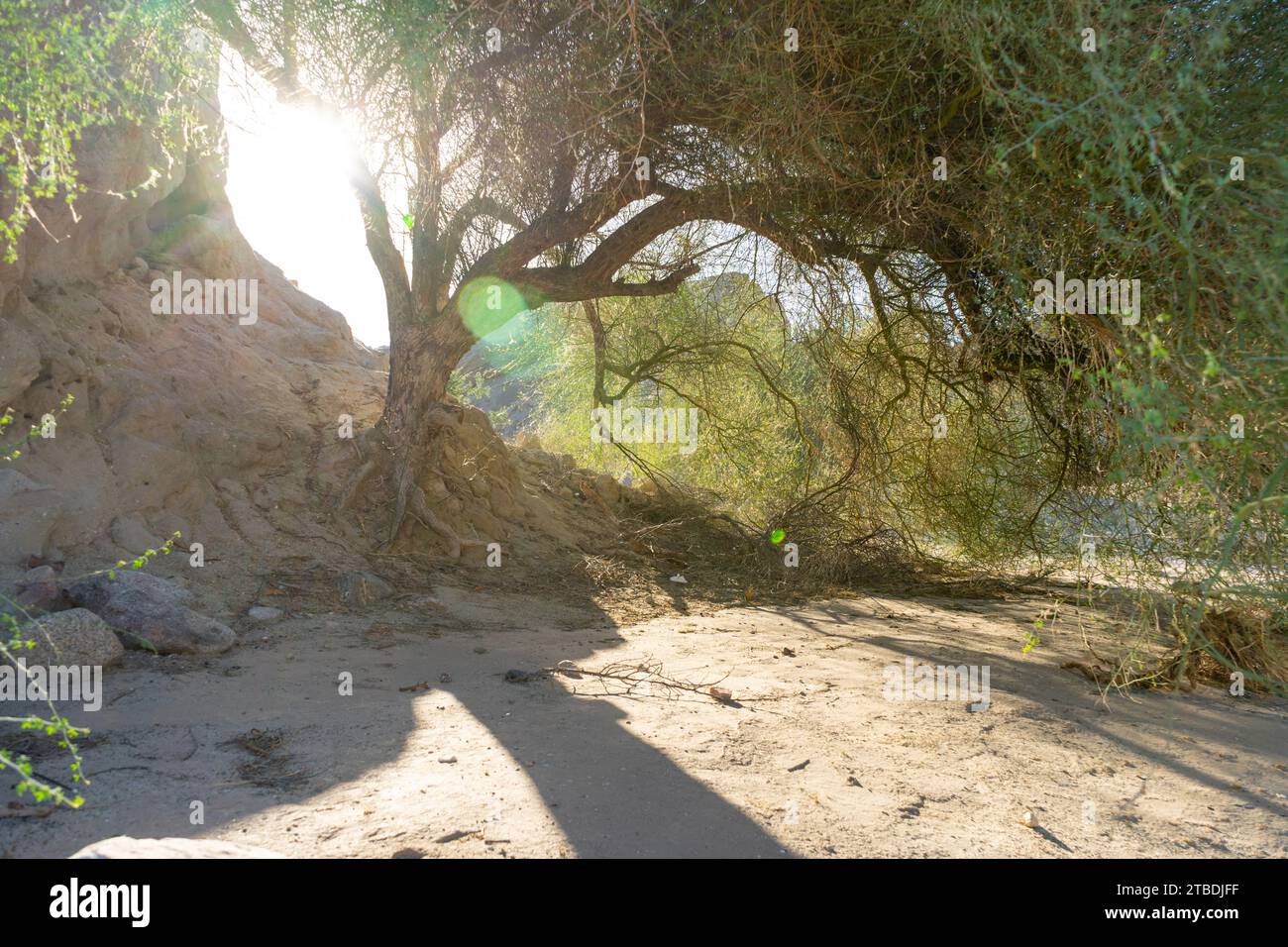 Box Canyon Wash, a dry, dusty, empty canyon in Southern California