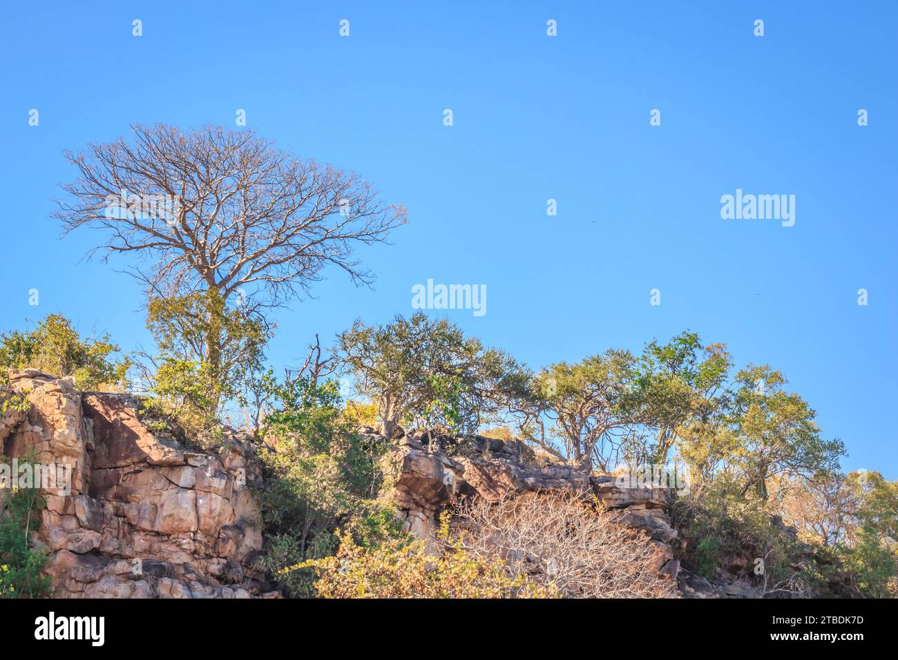 Travelling through a dry bushveld landscape covered in mopani and acacia trees at sunset, Kruger National Park, South Africa Stock Photo