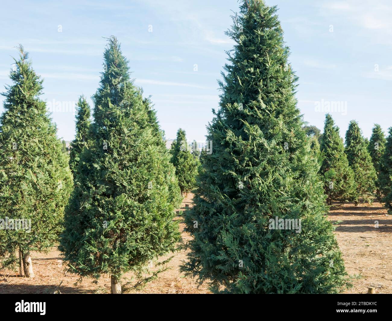 Christmas Tree Farm Cut Your Own Stock Photo Alamy