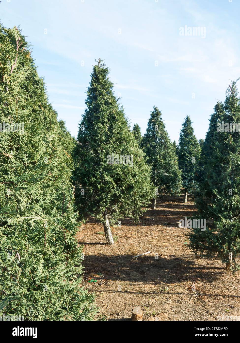 Christmas Tree Farm