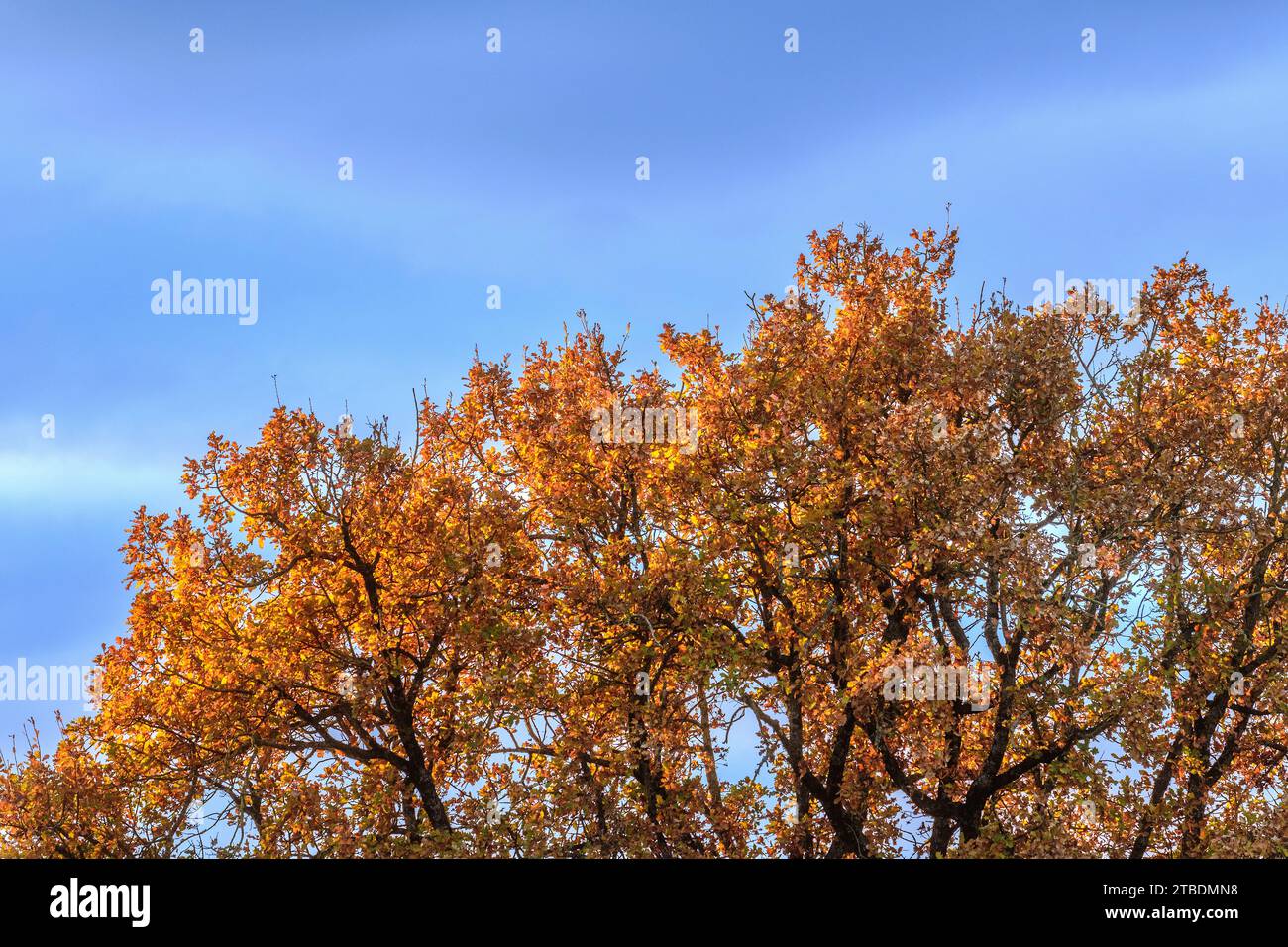 Autumn foliage of Oak (Quercus) tree glowing at sunrise - sud-Touraine, France. Stock Photo