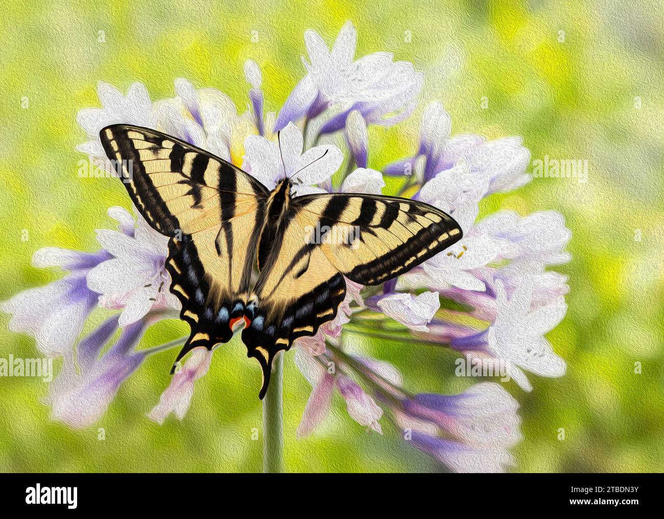Macro of a Western tiger swallowtail butterfly (papilio rutulus) feeding on an agapanthus flower. Top view with wings spread open. Oil paint effect. Stock Photo
