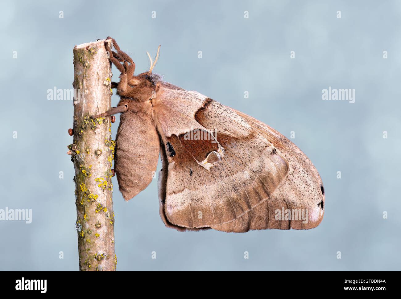 Moth repellent hi-res stock photography and images - Alamy