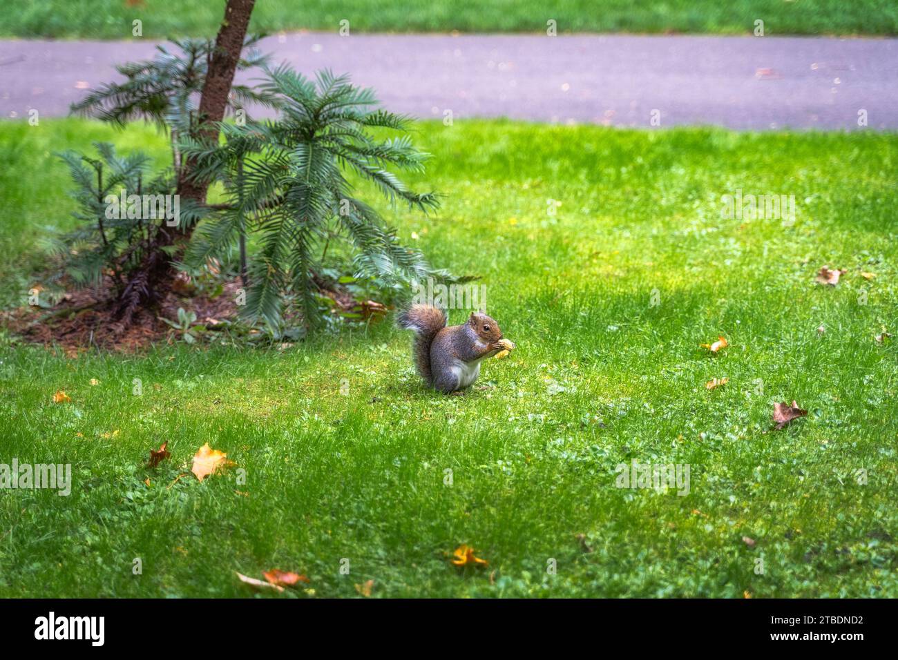 Grey Squirrel, Latin name Sciurus Carolinensis, eating a peanut in the