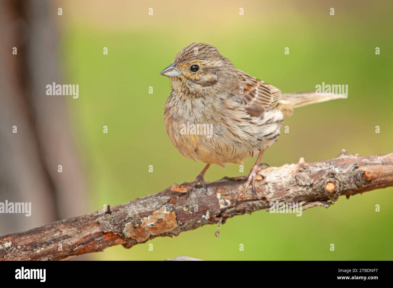 Cirl Bunting (Emberiza cirlus) on a branch. Blurred green background. Stock Photo