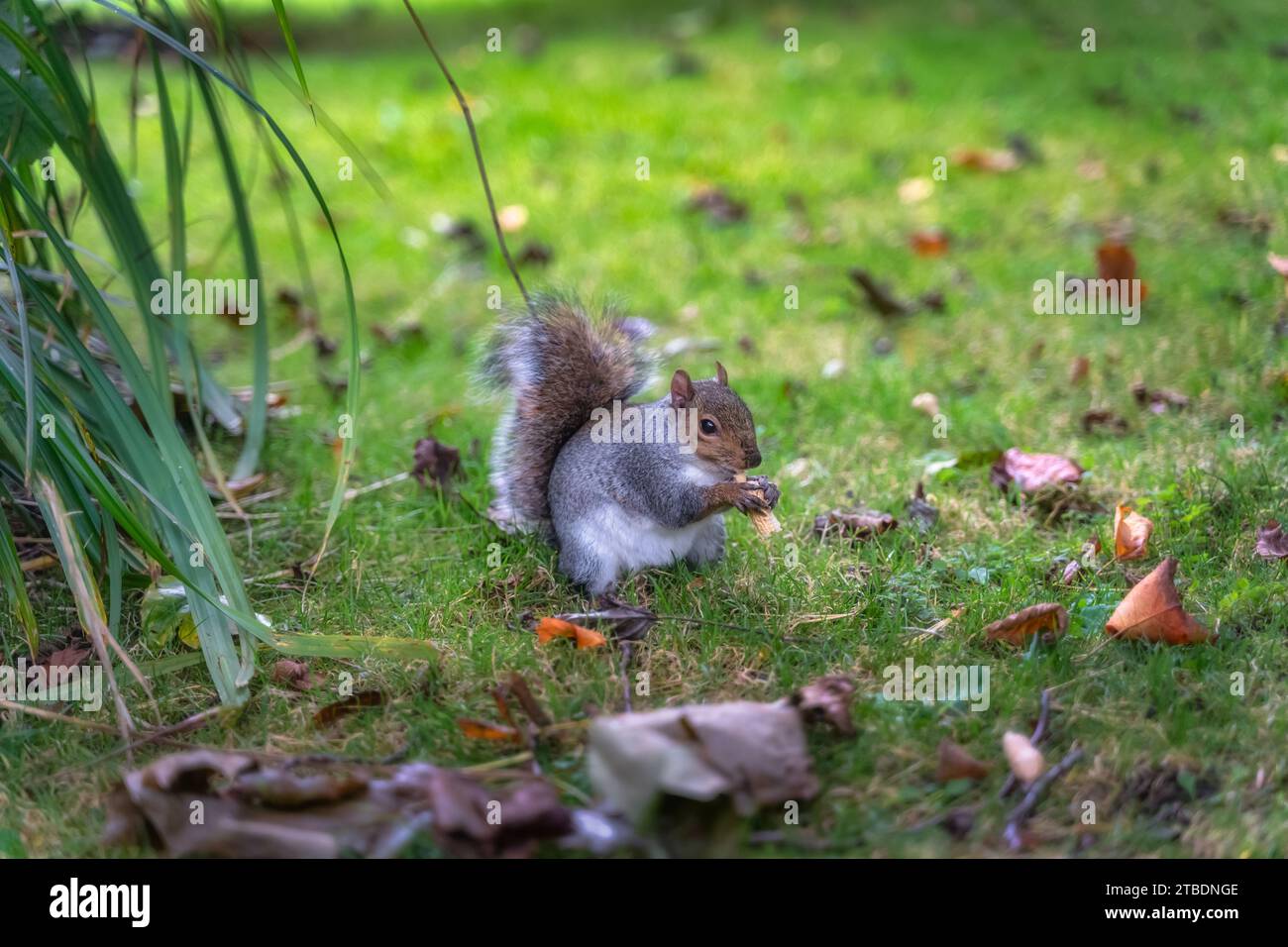 Closeup on Grey Squirrel, Latin name Sciurus Carolinensis, holding and