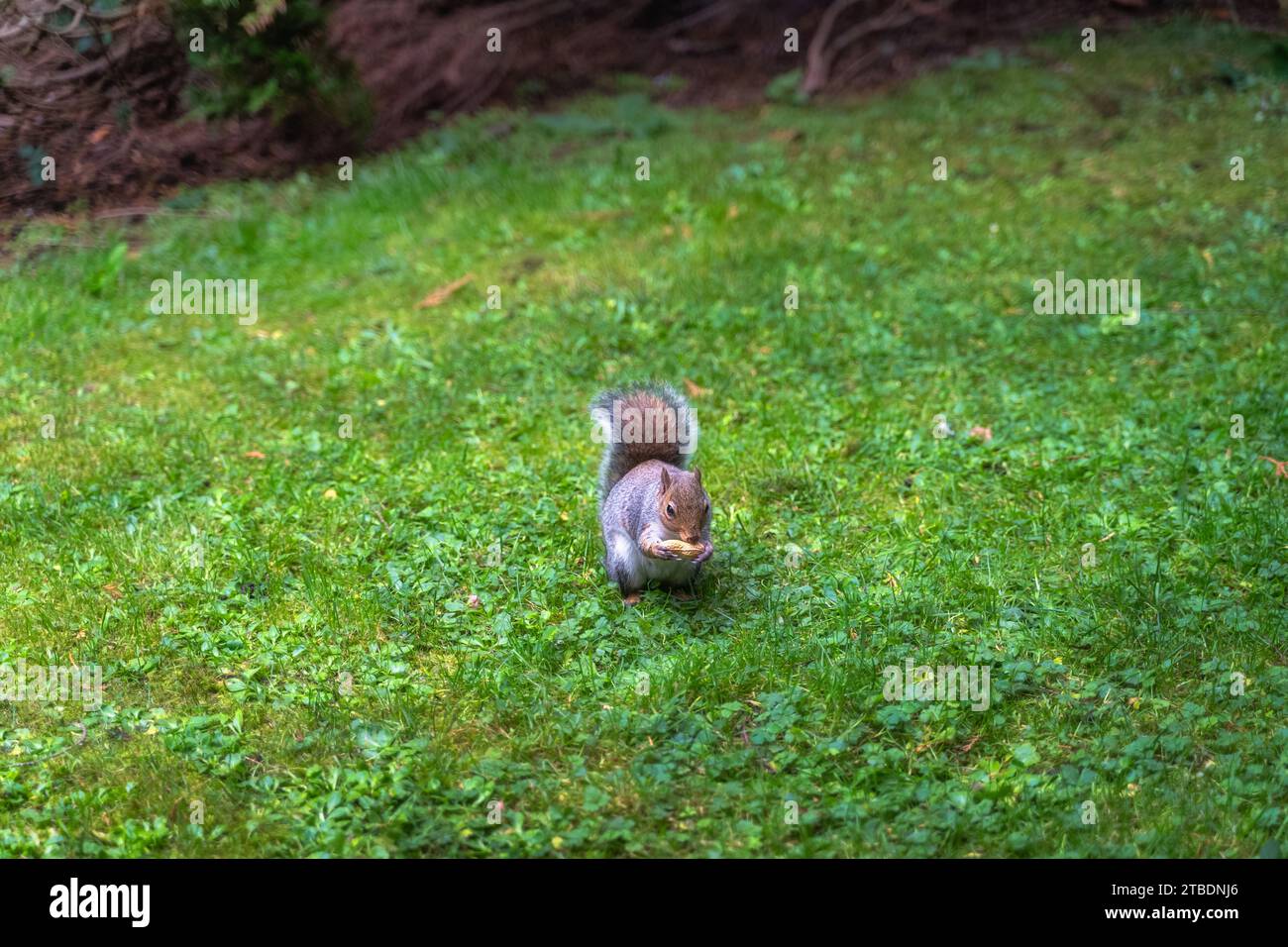 Grey Squirrel, Latin name Sciurus Carolinensis, holding and eating a
