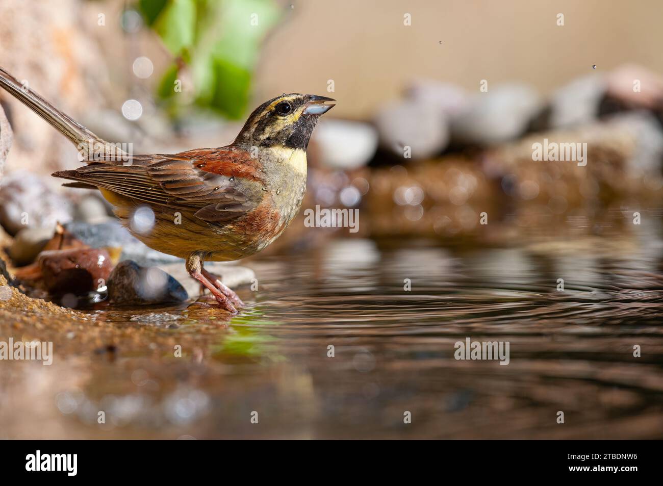 Cirl Bunting (Emberiza cirlus) drinking water. Blurred background. Male bird. Stock Photo