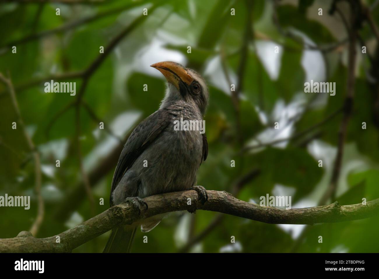 The Malabar grey hornbill (Ocyceros griseus) is a hornbill endemic to the Western Ghats and associated hills of southern India Stock Photo