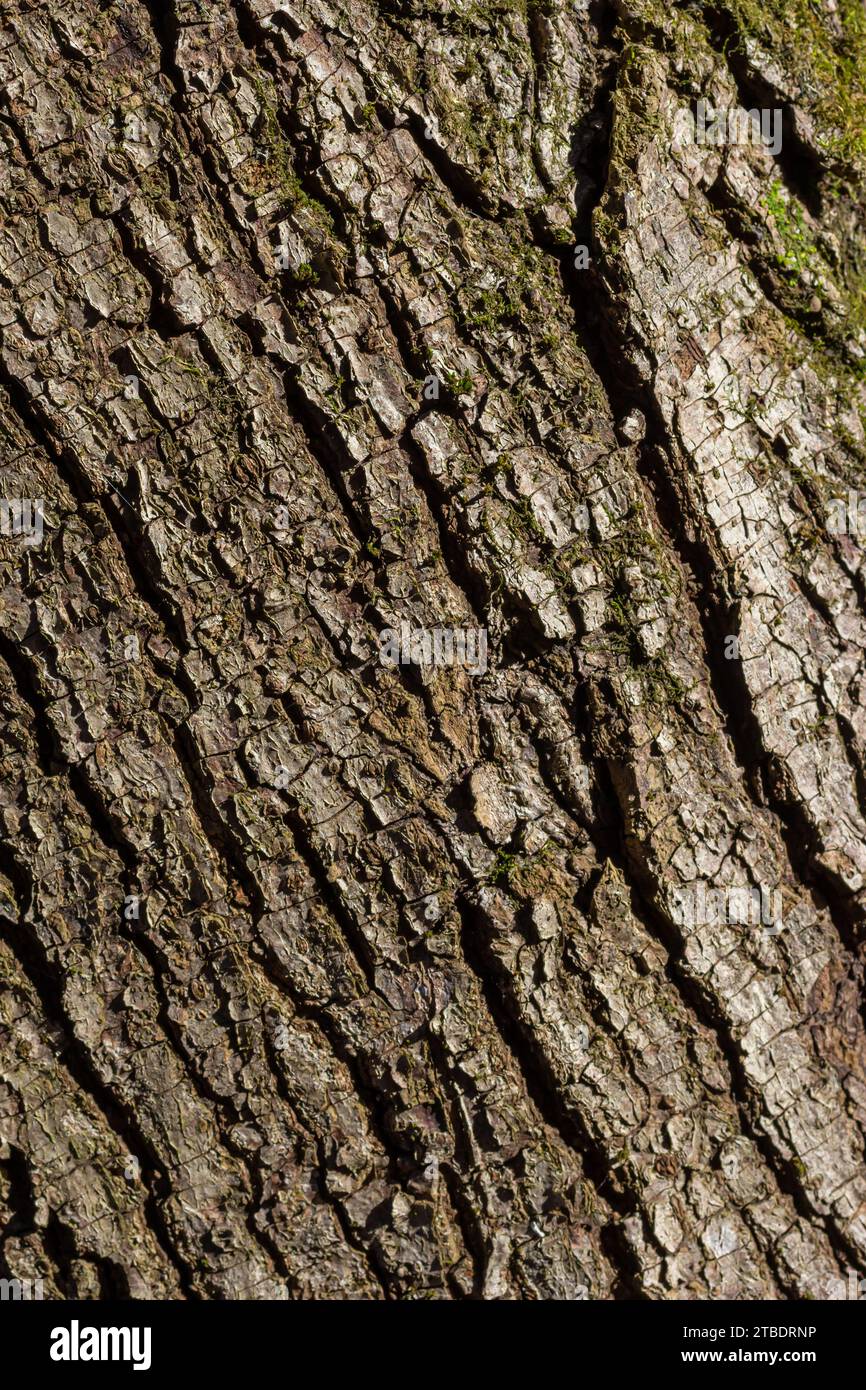 Old Wood Tree Texture Background Pattern Stock Photo - Alamy