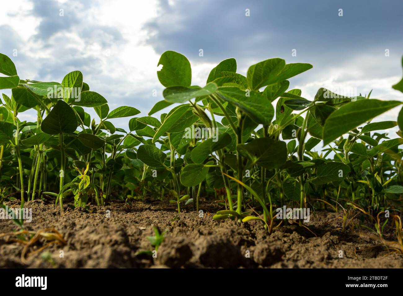 Soybean plant on farmer field hi-res stock photography and images - Alamy
