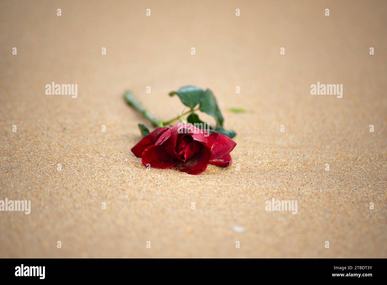 Close-up portrait of a red rose lying on the beach sand. romantic gift Stock Photo