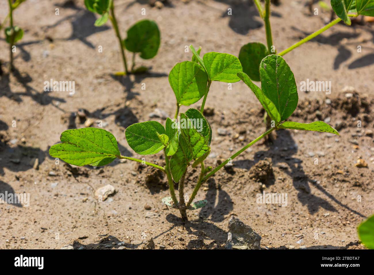 Soybean plant on farmer field hi-res stock photography and images - Alamy