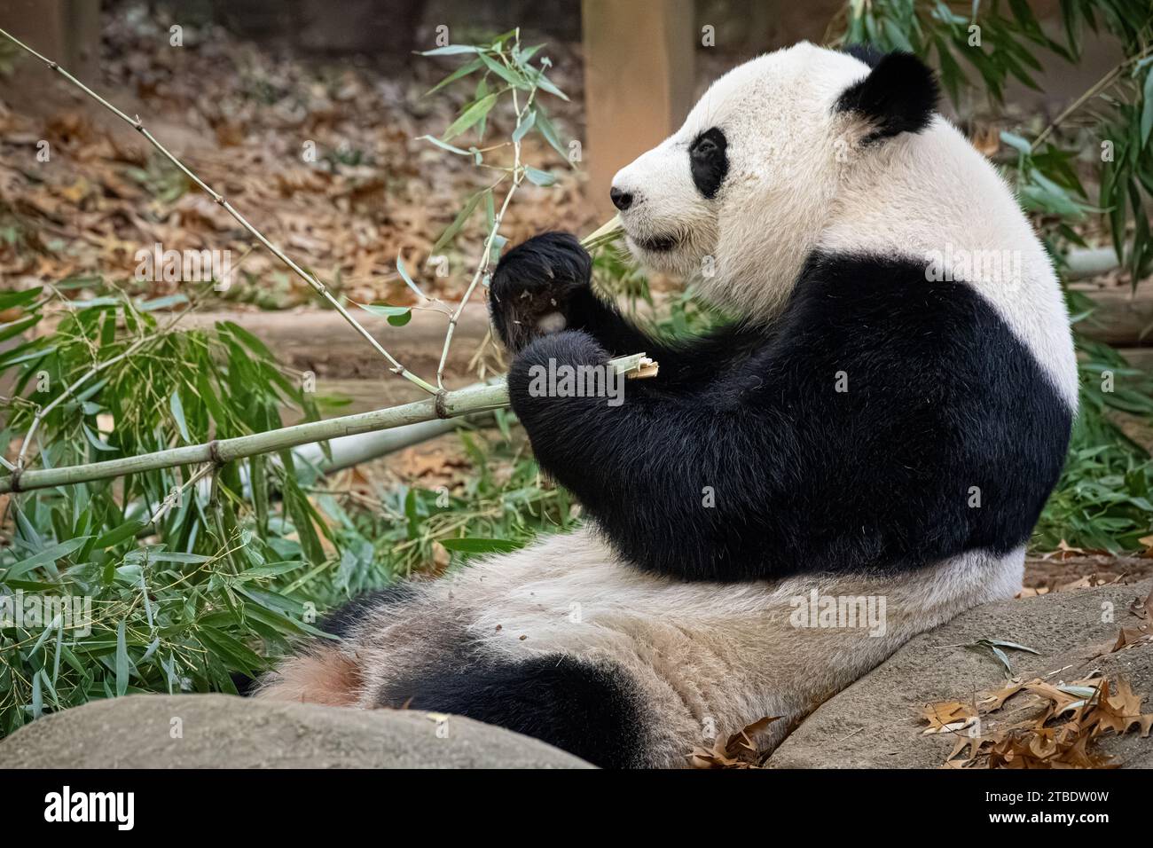 Giant panda (Ailuropoda melanoleuca) eating bamboo at Zoo Atlanta in